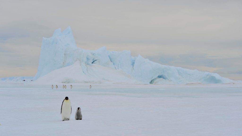 Partez à la conquête de l’Antarctique sans vous ruiner