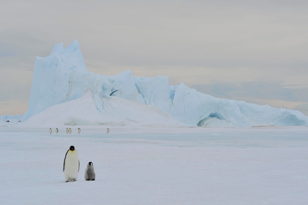 Partez à la conquête de l’Antarctique sans vous ruiner