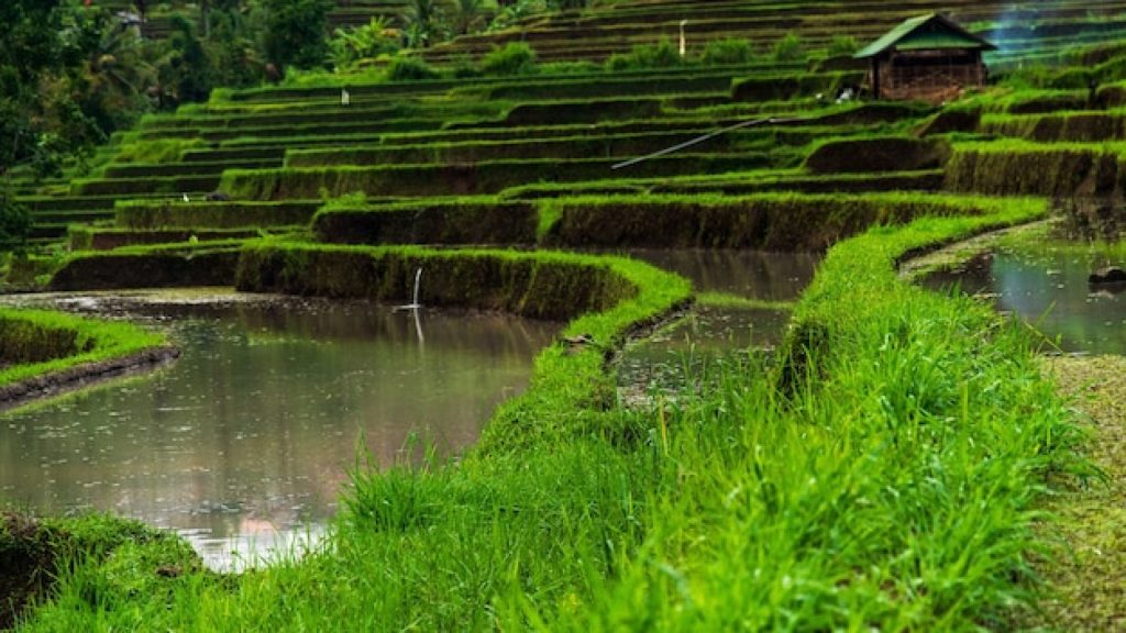 Java en 10 jours : découvrez volcans, rizières et temples majestueux avec un circuit immersif !