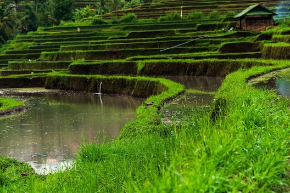 Java en 10 jours : découvrez volcans, rizières et temples majestueux avec un circuit immersif !